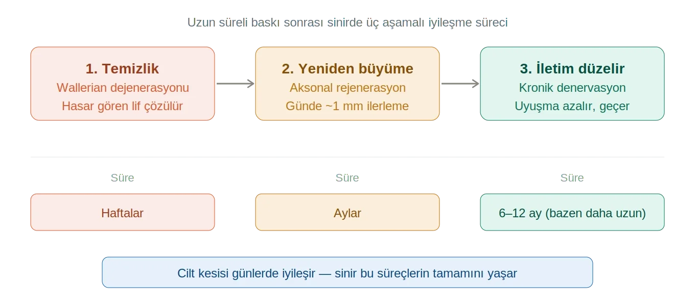 Ameliyat sonrası sinir iyileşme süreci neden uzar