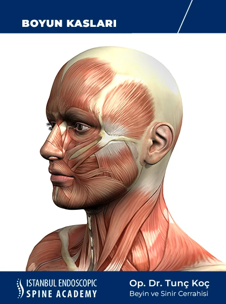 Boyun Kasları